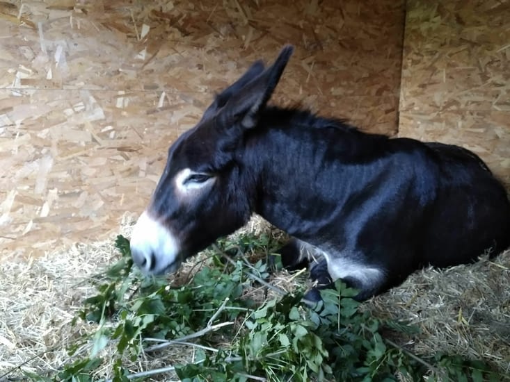 Rien ne va plus... même les branches de frêne ne me donne pas le sourire...