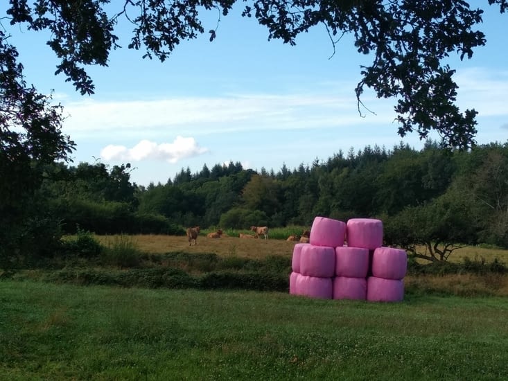 Ici les vaches voient la vie en rose