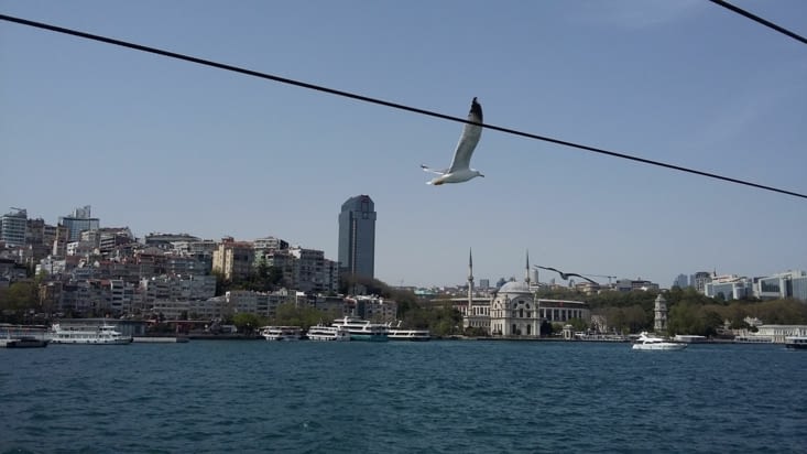 Sur le bateau, accompagnés par les mouettes