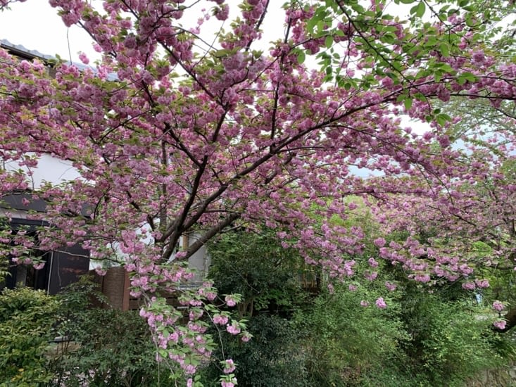 Encore quelques cerisiers !