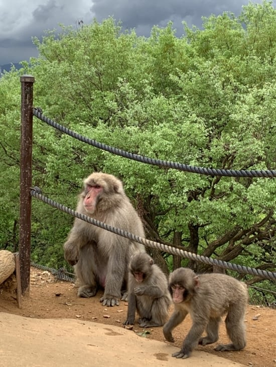 Premiers singes aperçu