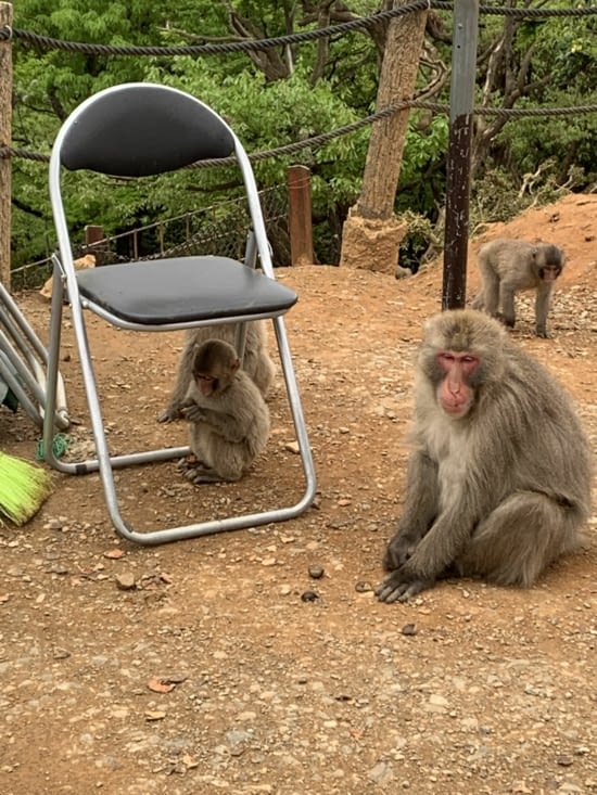 Vraiment trop mignon !