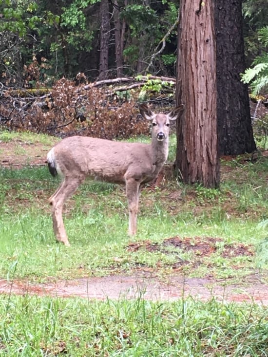 Rencontre avec Bambi