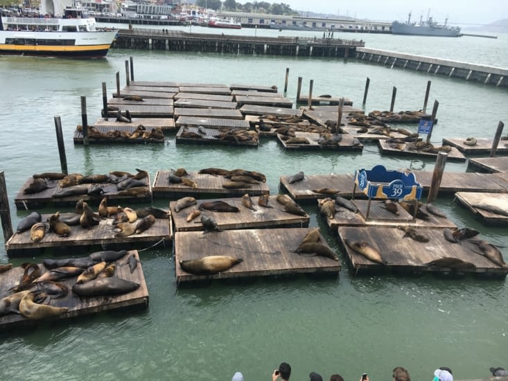 Baie des Lions de mer