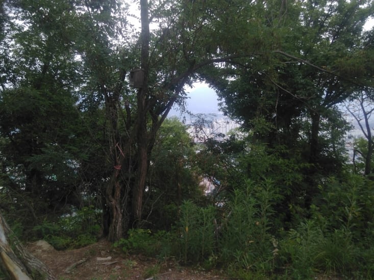 La ville à travers une trouée dans les arbres