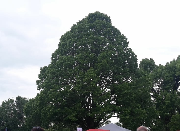 Wartbaum an der Hohen