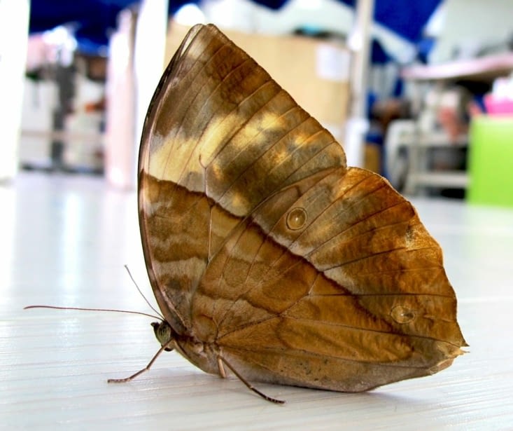Un papillon déguisé en feuille