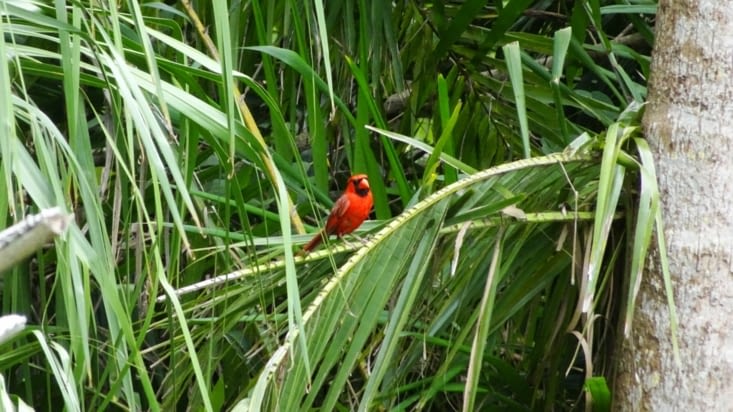 Fairchild Tropical Botanical Garden