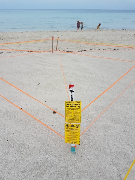 Nids de tortues protégés