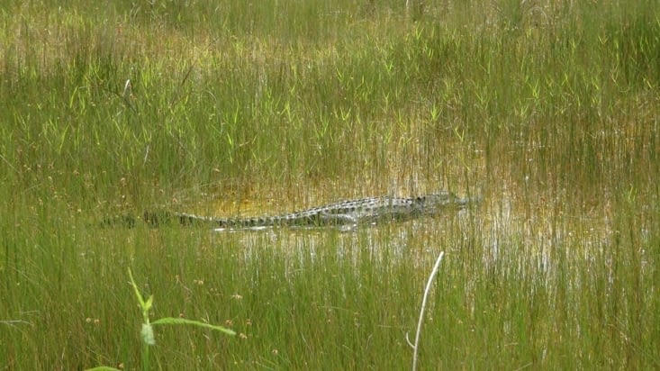 Alligator adulte