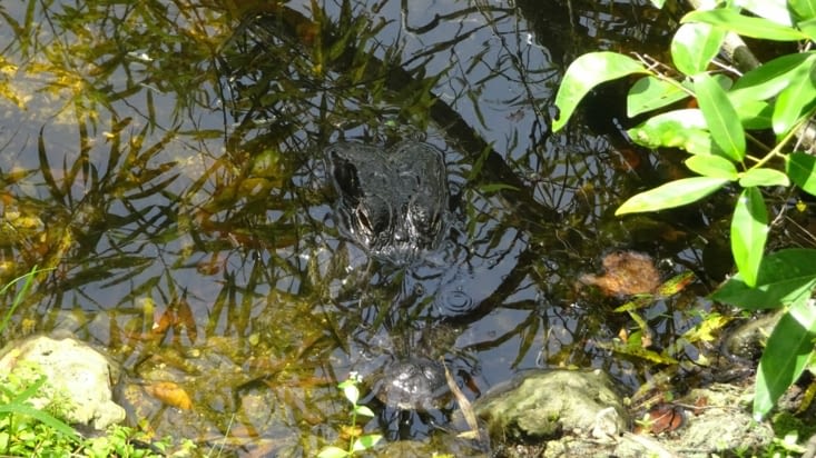 Alligator adulte