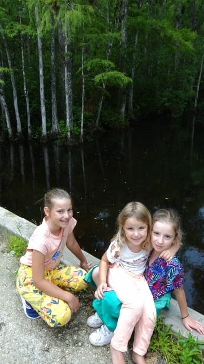 Alligator au bord de la route