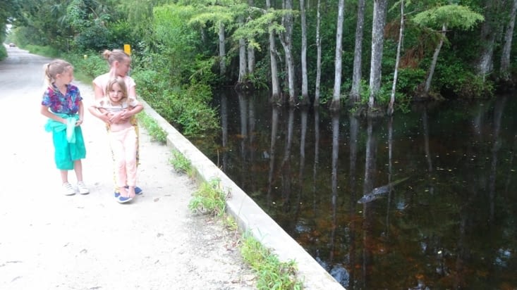 Alligator au bord de la route