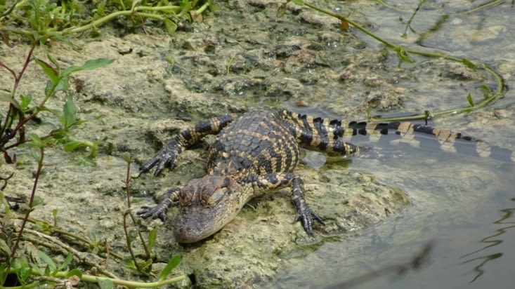 Bébé alligator