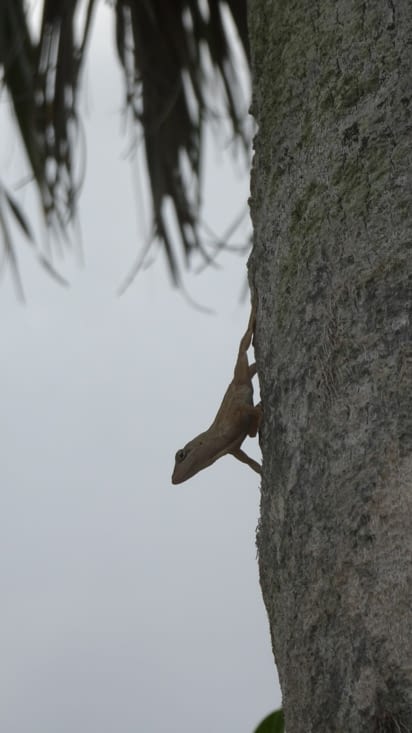 Lézard