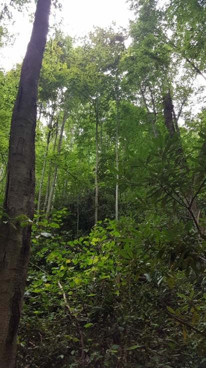 La jungle américaine