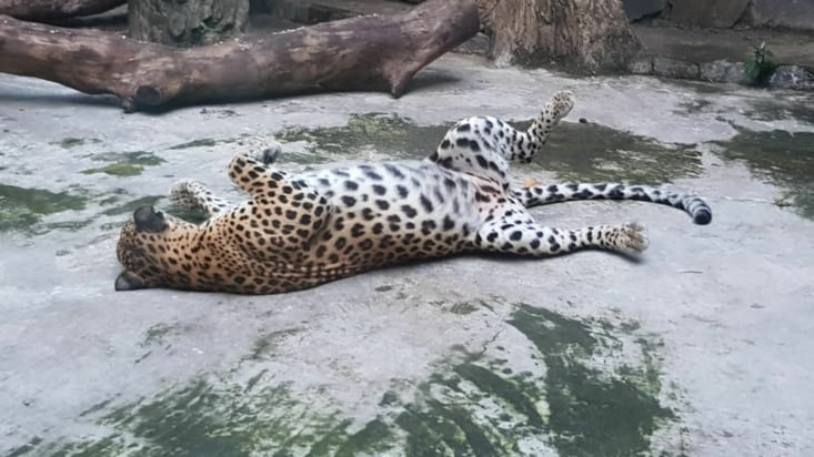 Le fameux léopard
