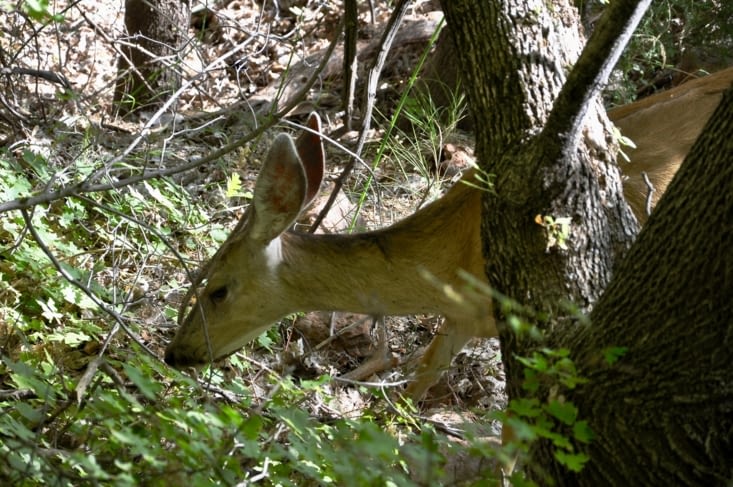 une jolie biche, toute proche de nous