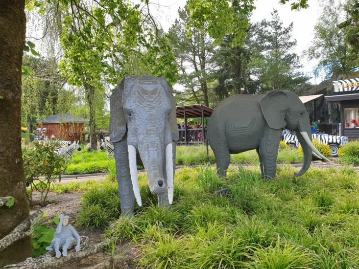 Safari - les éléphants