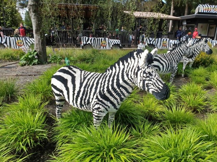 Safari - les zebres