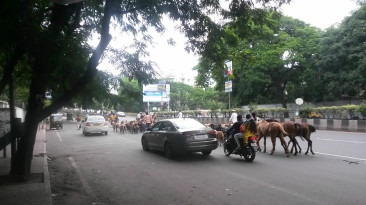 Un berger et son troupeau de chèvres en plein milieu de la rue... normal !
