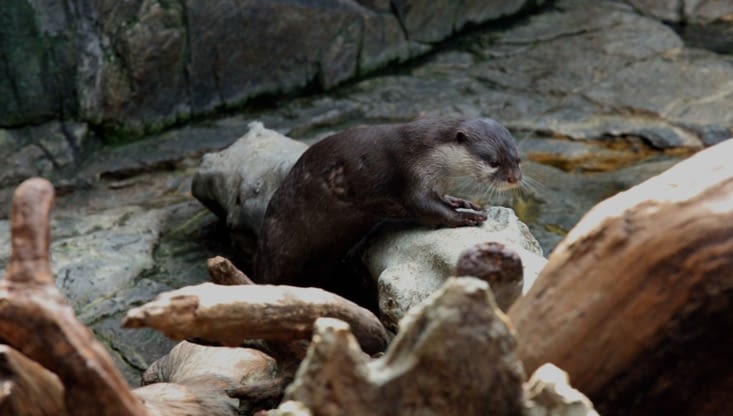 Loutre