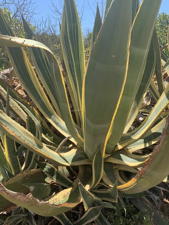 L’Algave est une des plantes principales.Elle est originaire du Mexique.