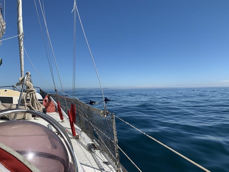 Ce ne sont que des dauphins car maintenant nous nous méfions de tous les poissons