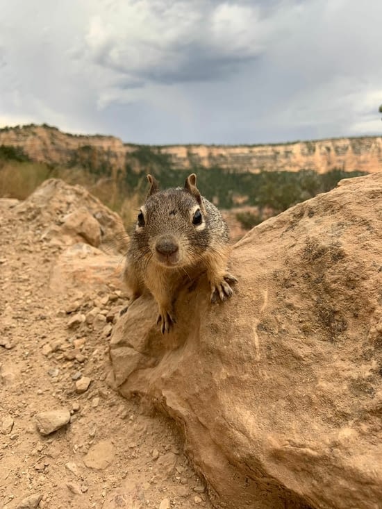 Faune sauvage ( Écureuil des rochers), photo prise par Sokhna