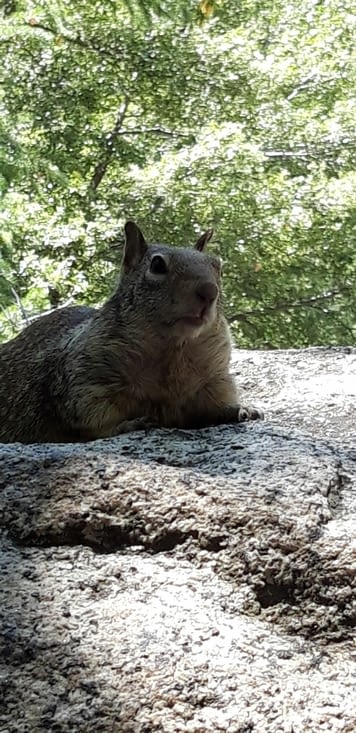 Les écureuils sont habitués aux nombreux touristes