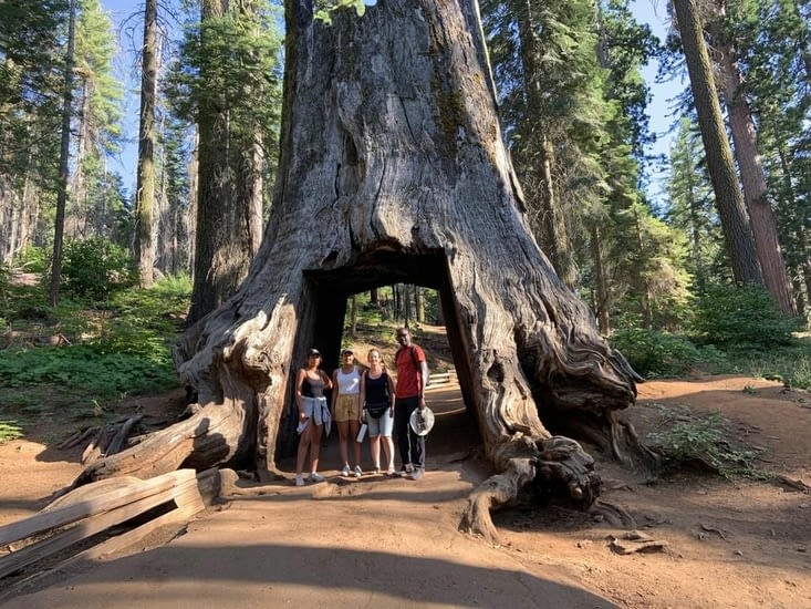 Tuolumne Grove