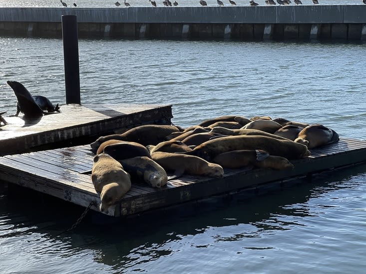 Lions de mer du Pier 39 - San Francisco