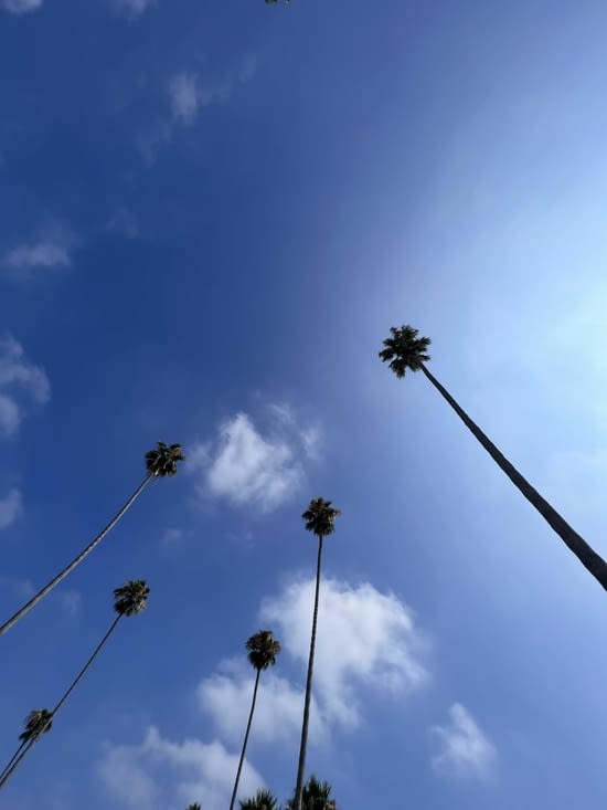 Les palmiers de LA