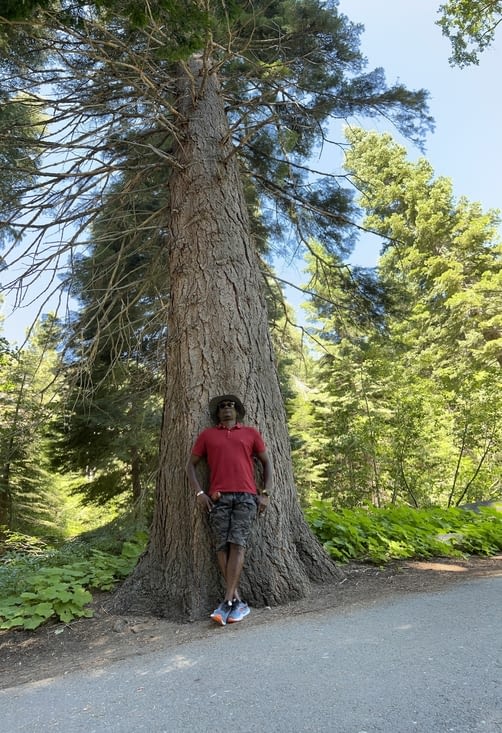 Majestueux Séquoia
