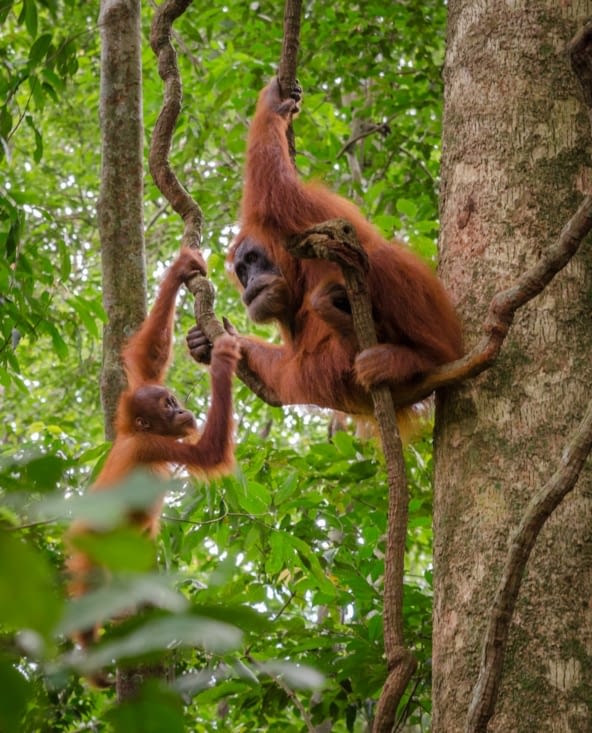 Maman et bébé orang outan
