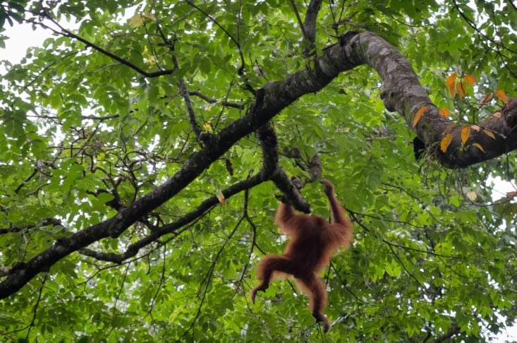 2ème vague d'orang outan : un jeune coupe en balade