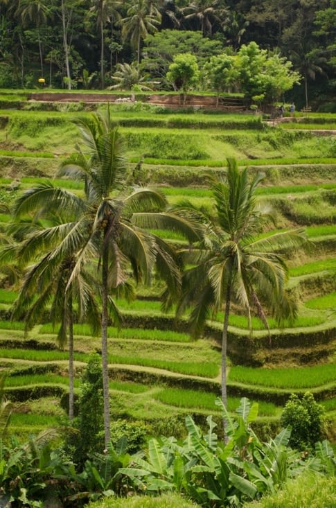 Rizières disneyland
