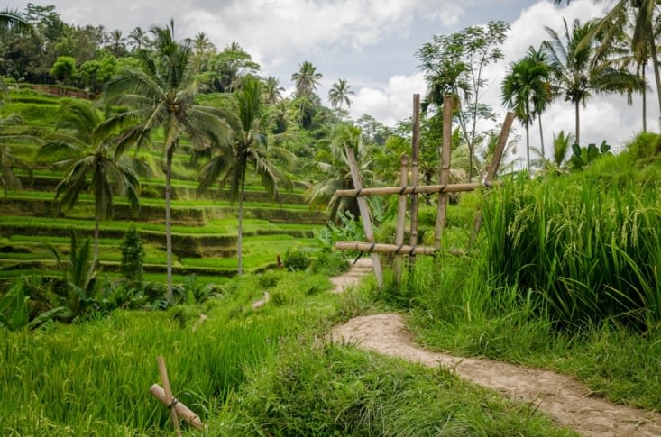 Rizières disneyland