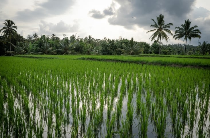 Les rizières près du village