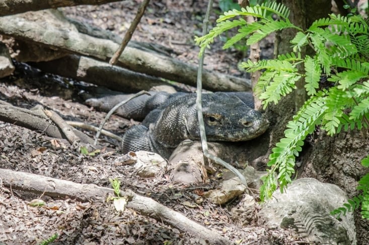 Femelle dragon couvant ses oeufs