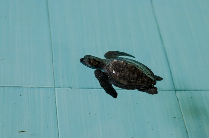 Bébé tortue
