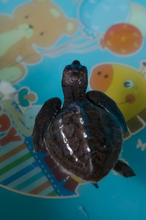 Bébé tortue