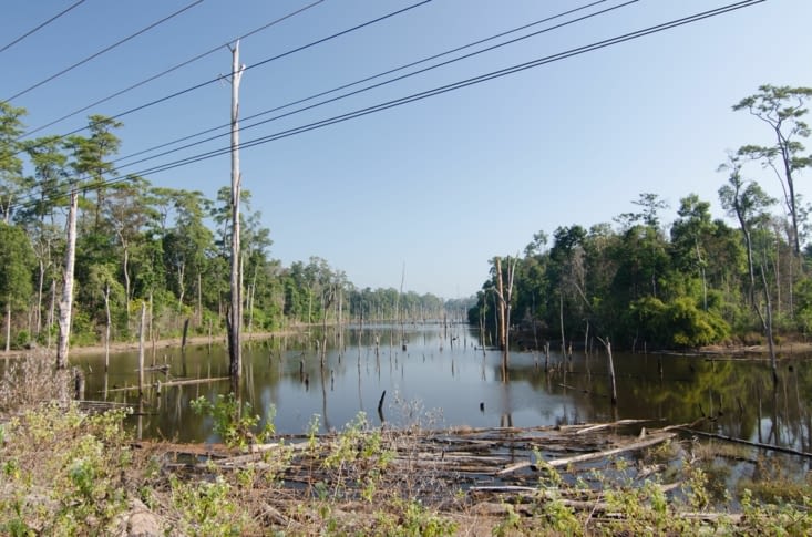 Moins sexy la forêt inondée de jour !