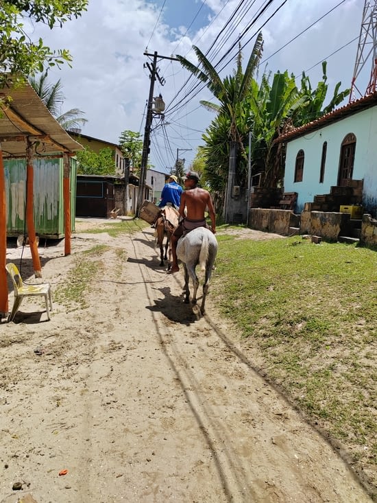 Livraison a domicile a dos de cheval 🐎.Amazone local