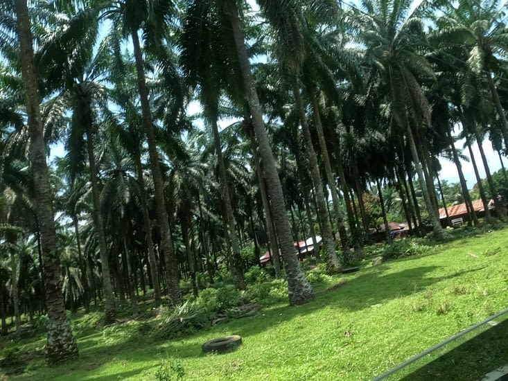 En chemin d’immenses palmeraies pour produire l’huile