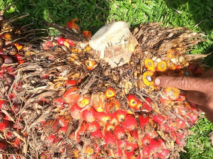 Une grappe de fruits de 50 kg qui donnera seulement 2 litres d’huile de palme