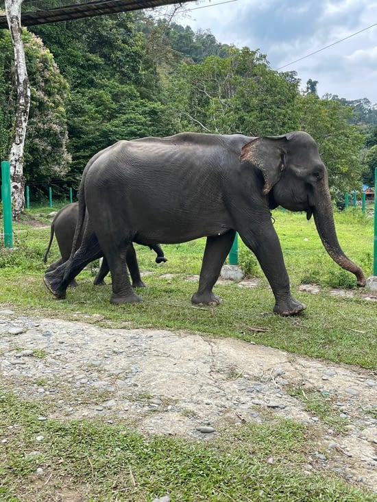 Une maman et son petit tout proches