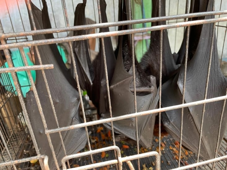 Et c’est là que le chauve sourit