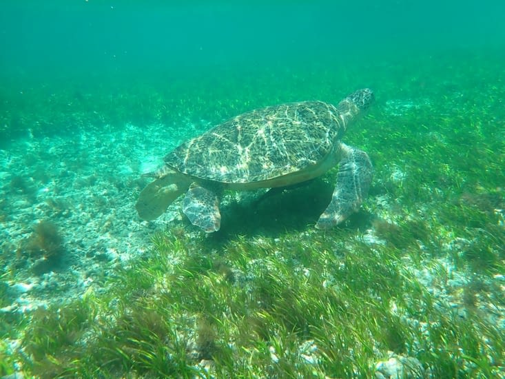 Et la tortue en prime à seulement 20m de la plage dans 1,5m d’eau