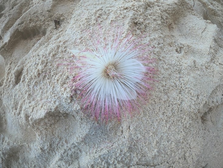 Fleur sur plage Kelingking